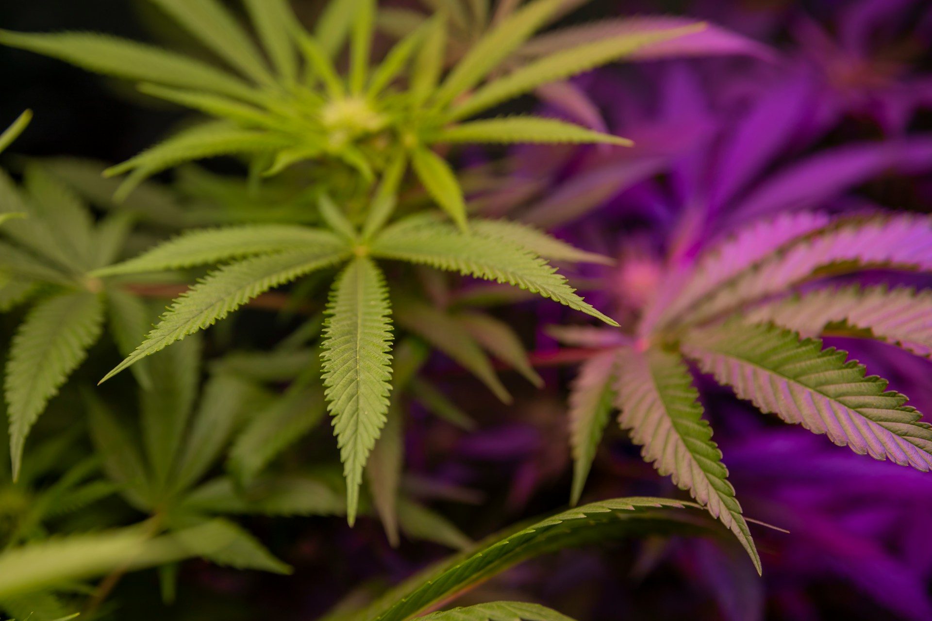 Neuigkeiten von Cannabis ETF's und Aktien - Titelbild