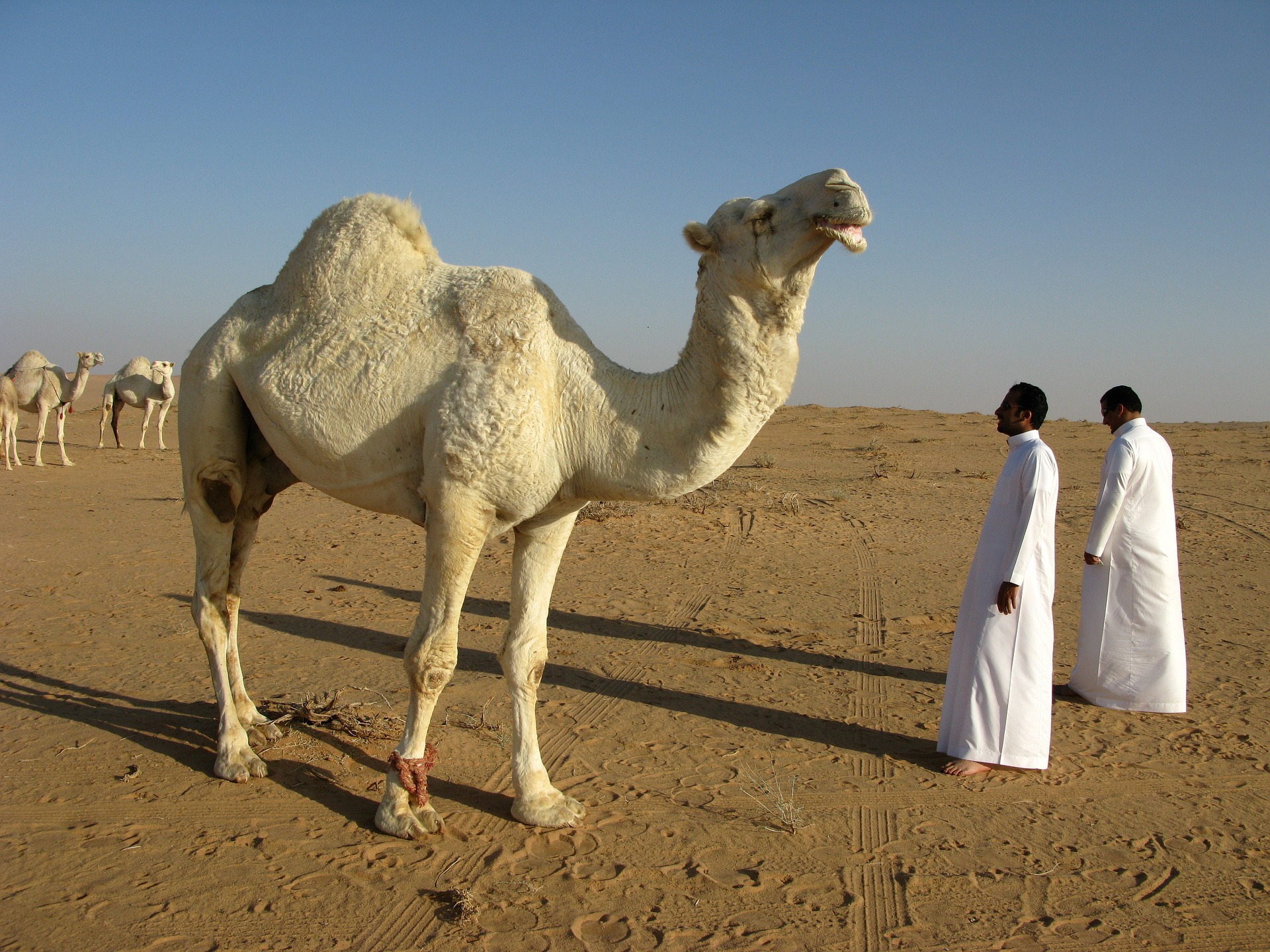 The Line - Utopia in Saudi-Arabien - Titelbild