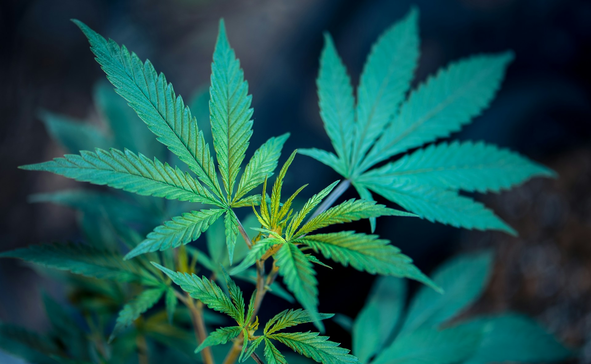 Canopy Growth Aktie - Prognose bis 2030 - Titelbild