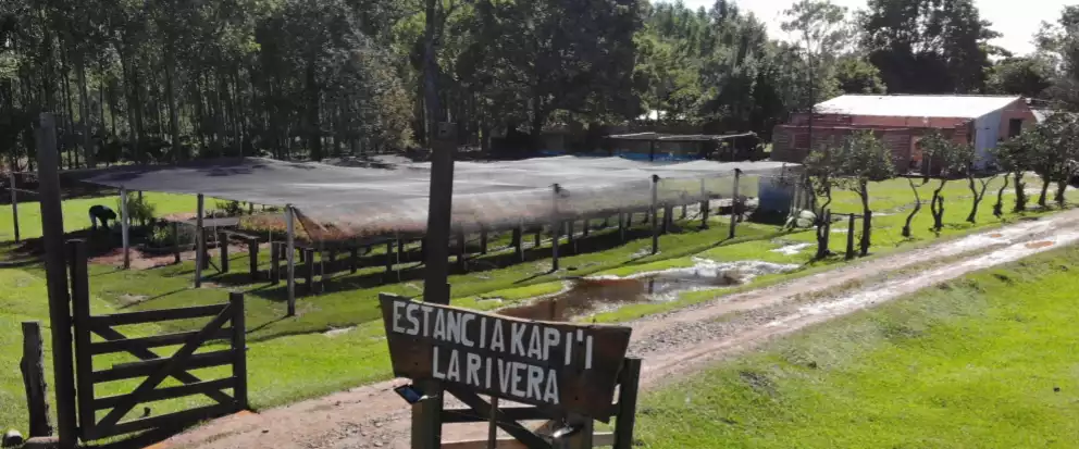 Proindex Capital AG - Baumschule Paso Pè - Estancia Kapi'i