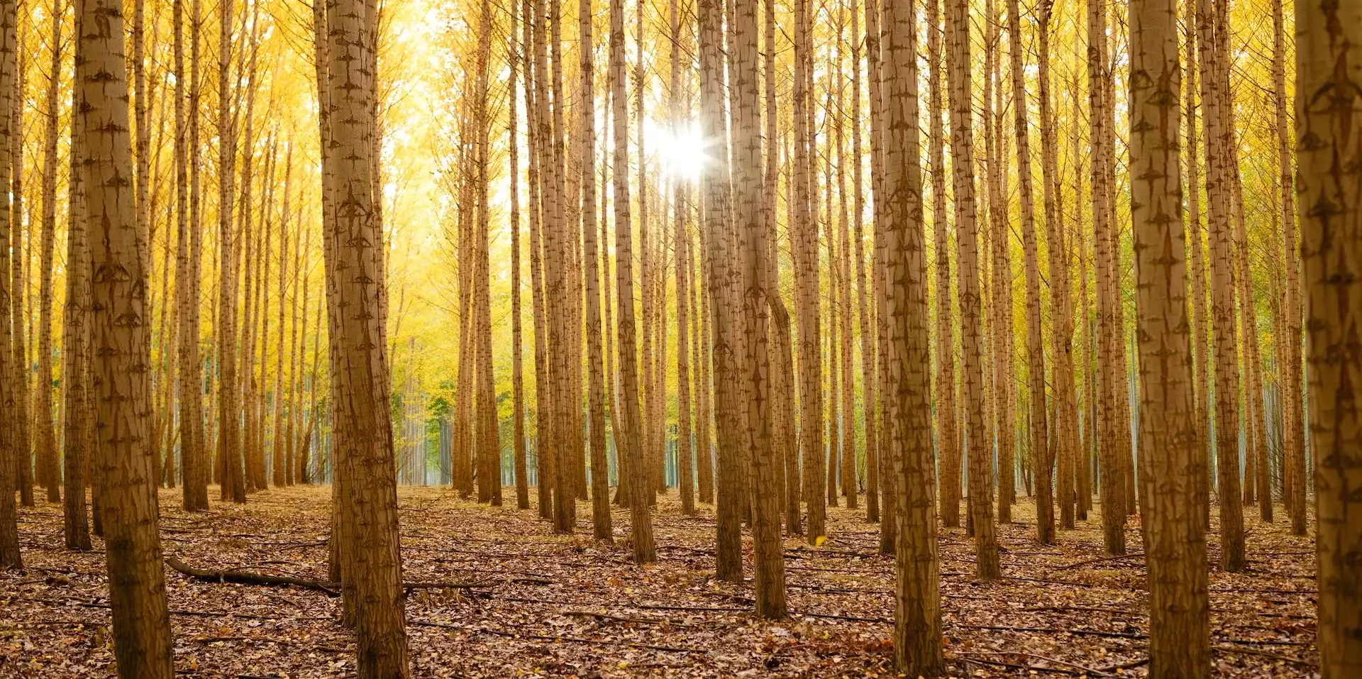 Nachhaltiges Investieren in Waldinvetments bindet das Kapital für eine lange Zeit, bis die Bäume reif werden