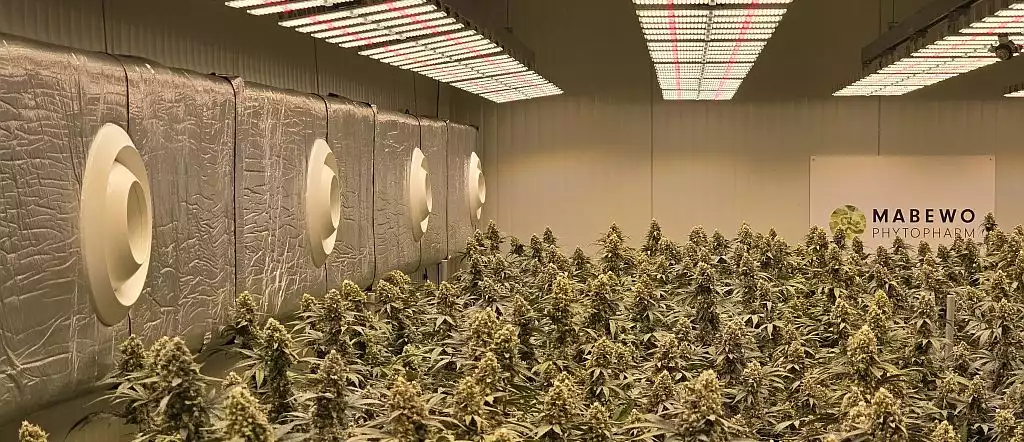 Mit Cannatron liefert Mabewo schlüsselfertige Anlagen für den Cannabisanbau.