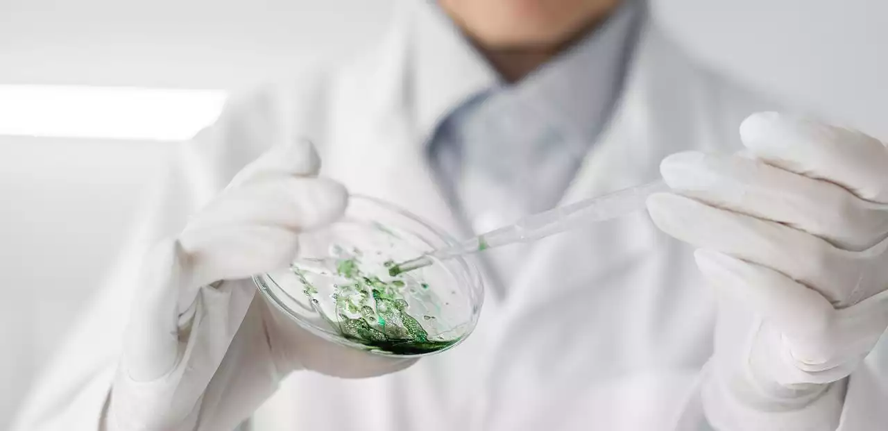 In der Pharmaindustrie dienen Algen als natürliche Rohstoffe – viele ihrer gesundheitlich wirksamen Substanzen lassen sich synthetisch kaum nachbilden.