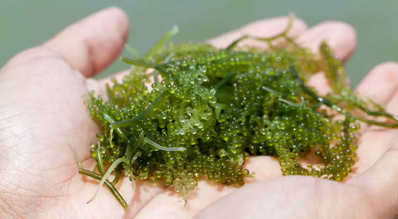 Meerestrauben (Caulerpa lentillifera), auch „Grüner Kaviar“ genannt, sind essbare Algen aus kleinen, kugeligen Bläschen, die beim Essen leicht zerplatzen. Die Algenart schmeckt mild salzig, ist reich an Vitaminen und Antioxidantien und wird häufig roh – etwa mit Sojasoße, in Salaten oder Bowls – serviert.